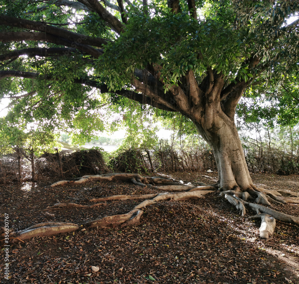 the roots of the ficus that stretch on the ground the roots of the ficus that stretch on the ground