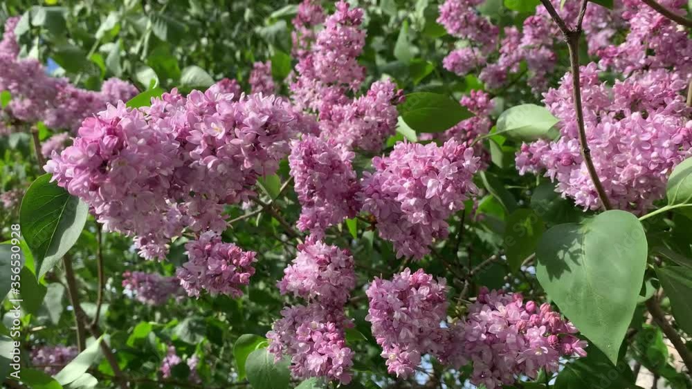 A close up video of blossoming branches of a lilac, sunny weather A close up video of blossoming branches of a lilac, sunny weather