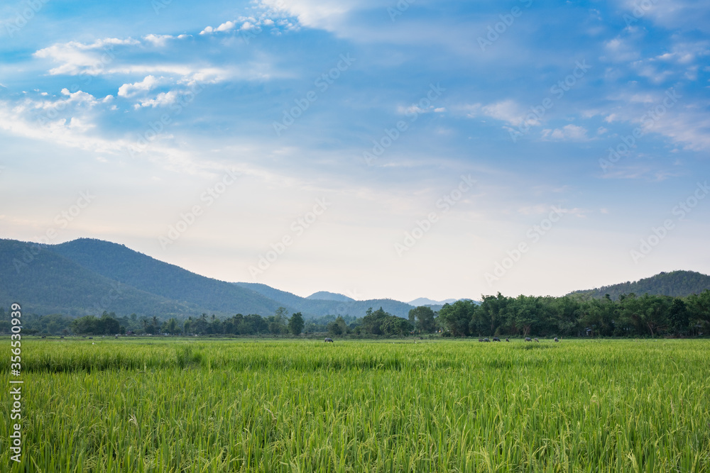 The rice fields in the countryside, Chiang Mai Thailand The rice fields in the countryside, Chiang Mai Thailand