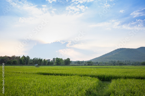 The rice fields in the countryside  Chiang Mai Thailand