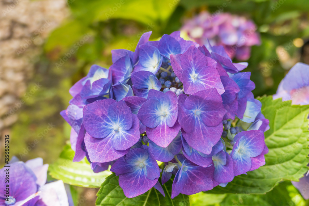 flowers hydrangea hortensia plant with daylight flowers hydrangea hortensia plant with daylight