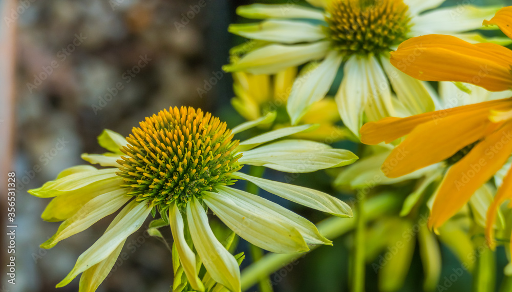 flower yellow coneflower echinacea paradoxa flower yellow coneflower echinacea paradoxa