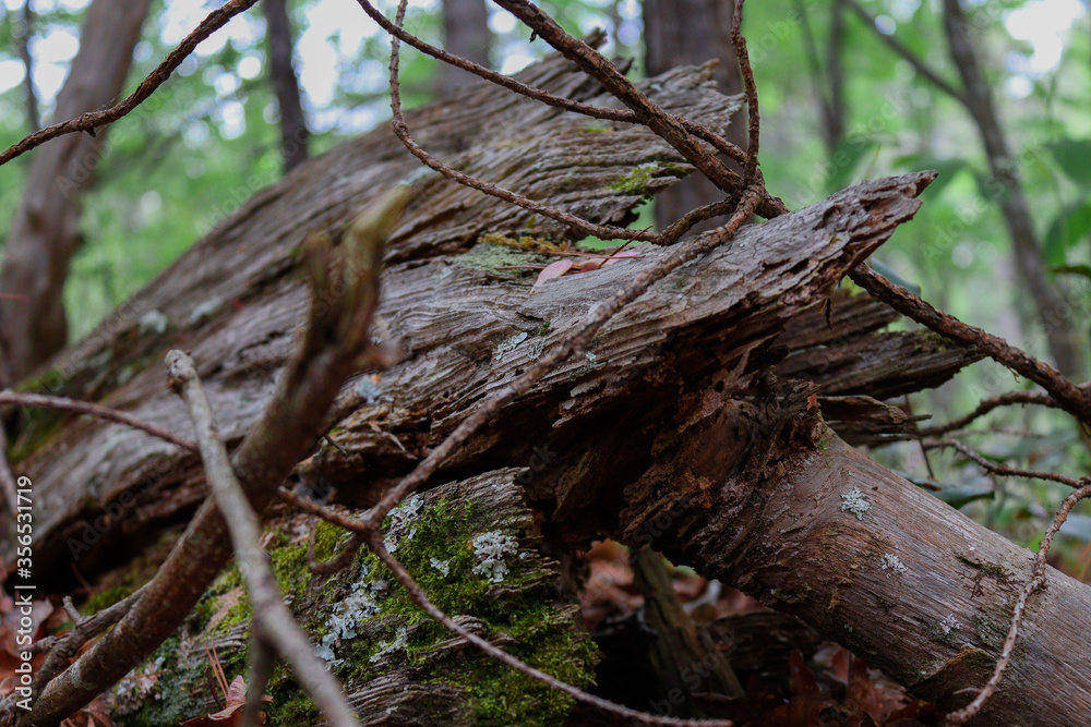 Tree Knot