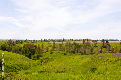 wide green fields with a gorge