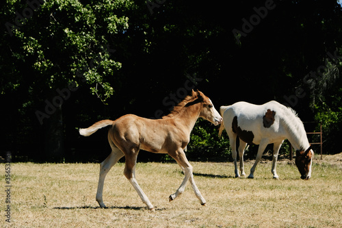 Red dun colt horse gallops through grass field during summer. © ccestep8