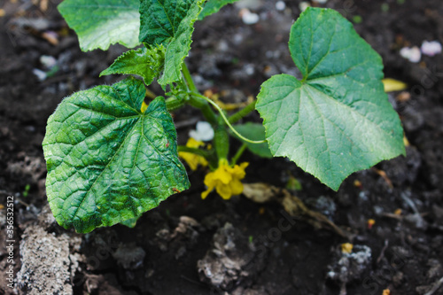 Agriculture and vegetable growing. Growing cucumbers in the ground. Green young cucumber Bush during flowering and fruit ovaries in black soil close-up.