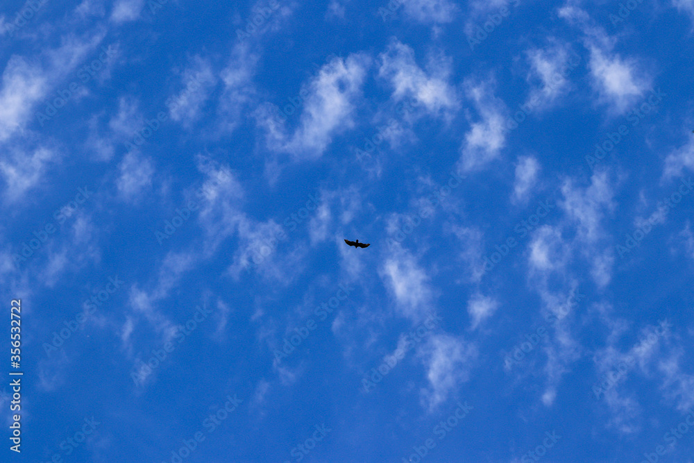 Bird soaring through the sky