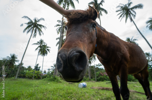 Beautiful brown inquisitive horse is stare directly at the camera with a palm trees on background. Horse grazing under the palm trees.