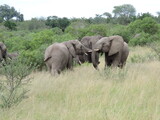 elefante africa safari