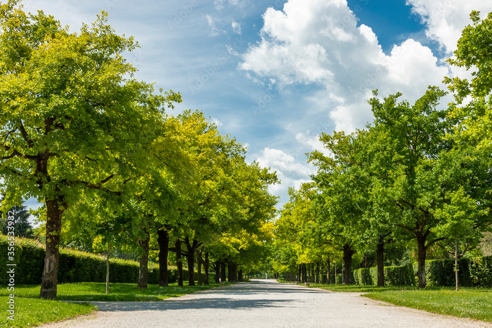 road in the park road in the park