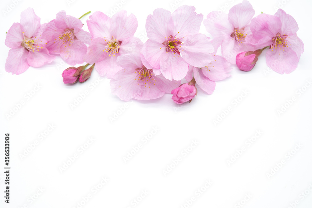 Pink Cherry Blossom Isolated on White Background