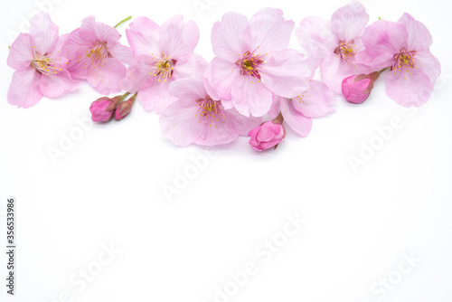 Pink Cherry Blossom Isolated on White Background