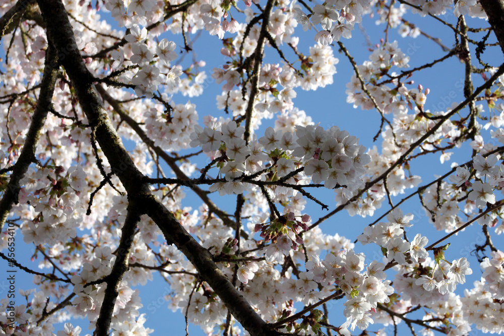 Spring flowering plum and apple fruit trees with white blossoms against a blue sky Spring flowering plum and apple fruit trees with white blossoms against a blue sky