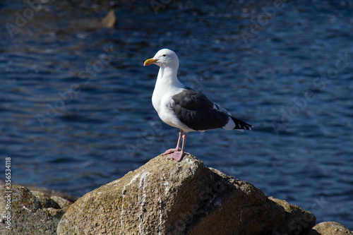 seagull on the rock