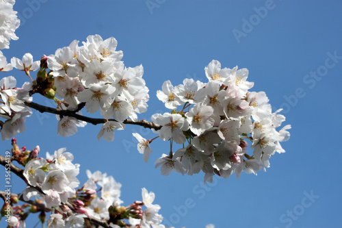 Spring flowering plum and apple fruit trees with white blossoms against a blue sky