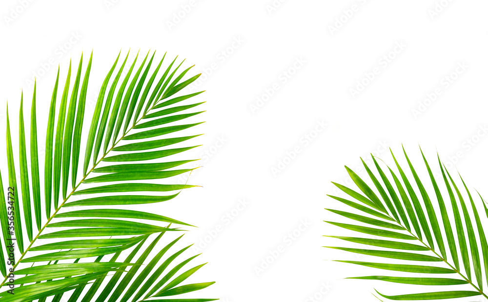 Fototapeta premium Palm leaves isolated on white background