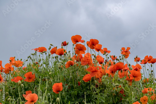 Klatschmohn (Papaver rhoeas), gegen Himmel photo