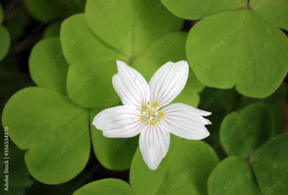 Spring flowers from the garden with orange, white, purple, blue, and pink blooms and dark green leaves. Spring flowers from the garden with orange, white, purple, blue, and pink blooms and dark green leaves.