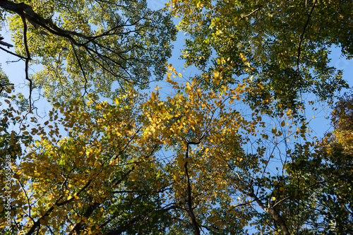 Fall Foliage on The East Coast in Pennsylvania