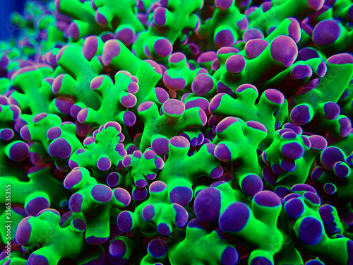 Amazing colorful Euphyllia divisa aka Frogspawn LPS coral photo