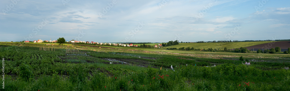 Large panoramic view of the vegetable beds, gardens of the peasants are divided into pieces, marked