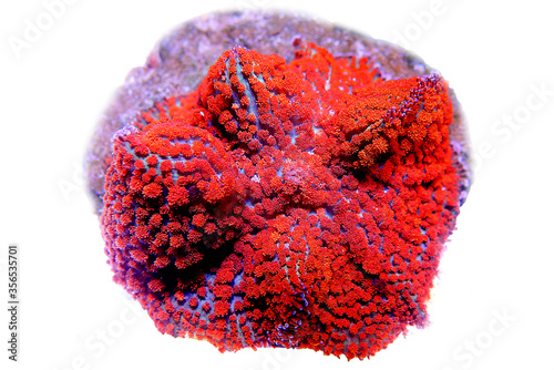 Red & Blue St. Thomas Rhodactis Mushroom photo