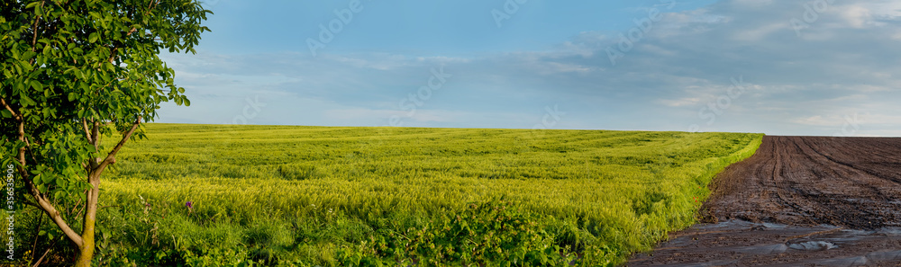 panoramic view of rye field and plowed land, division, border