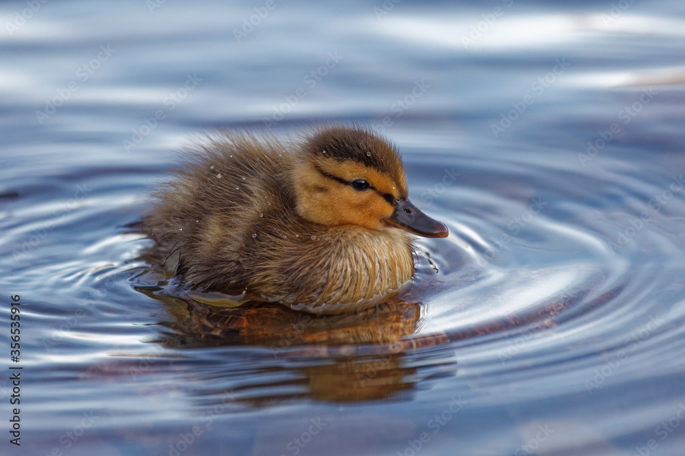 A mallard duckling swimming in a lake. A mallard duckling swimming in a lake.