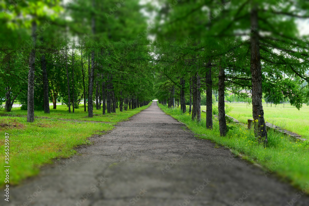 Larch alley in the summer. Asphalt path goes into the distance. Green trees, grass. Tilt-shift effect. Blurred.