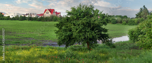rural lands and houses and a beautiful tree