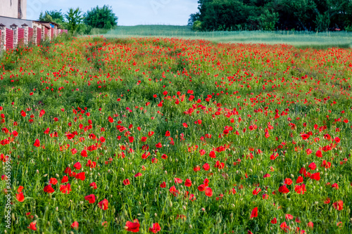 summer field of poppies near the forest