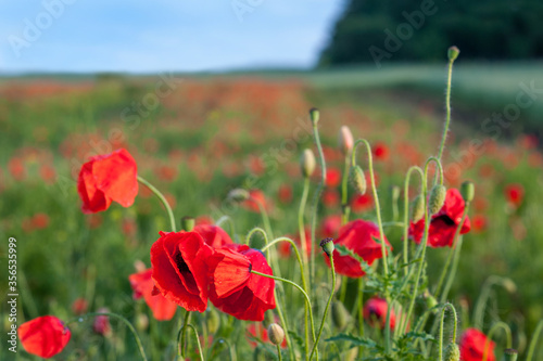 red poppies on green field near forest and