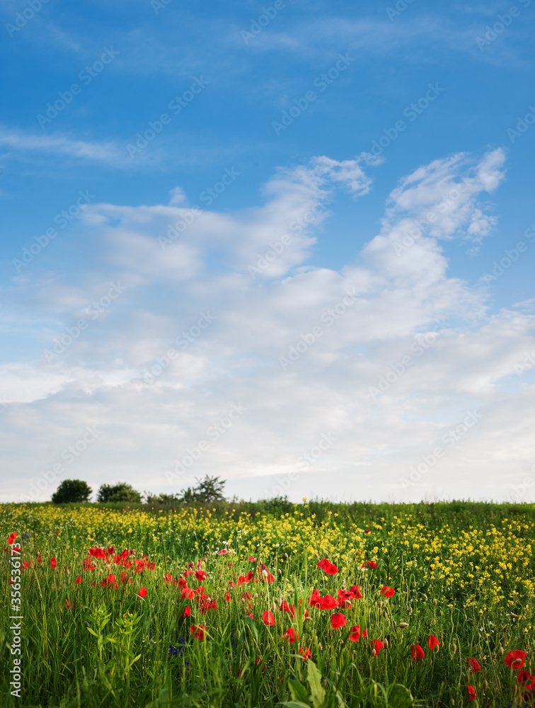 Red poppies blossom on wild field with beautiful sky