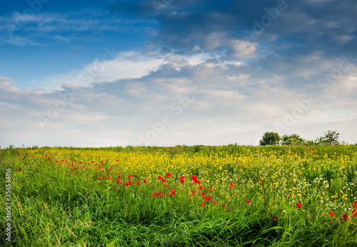 Red poppies blossom on wild field with beautiful clouds in the sky