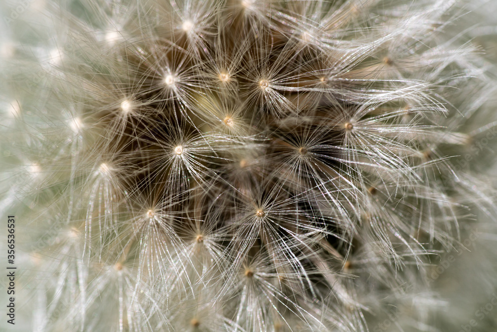 Löwenzahn, Pusteblume Löwenzahn, Pusteblume