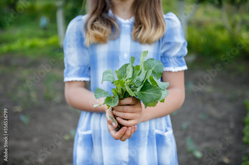 The girl holds in her hands seedlings of cabbage. She is engaged in garden work. Ecological gardening and horticulture.