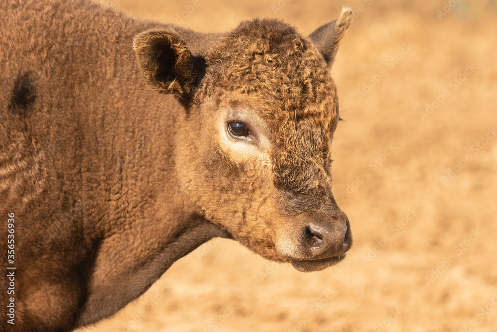 Fototapeta premium close up of a young calf