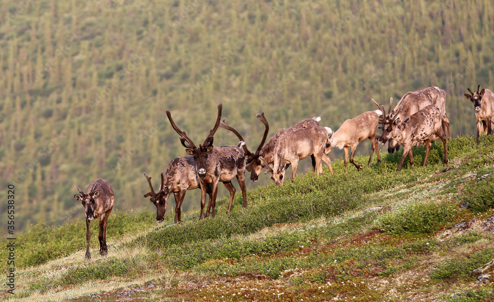 Fototapeta premium Forty Mile Caribou herd tundra Alaska