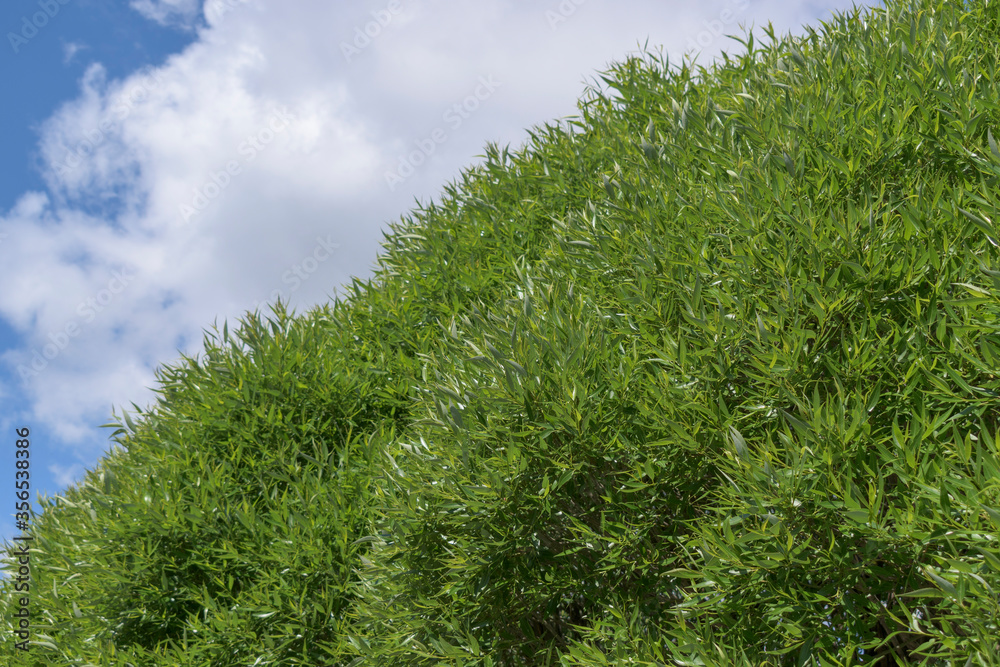 Willow crown against sky with clouds. A tree with small green leaves. Concept of spring, summer, freshness. Willow crown against sky with clouds. A tree with small green leaves. Concept of spring, summer, freshness.