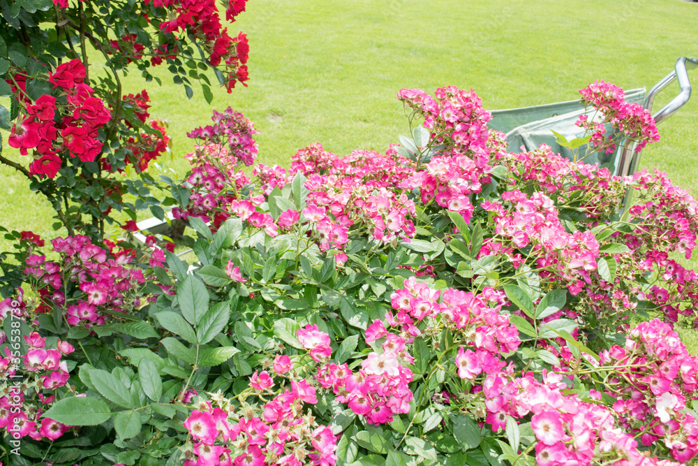 英国風の庭園で満開の赤とピンクのバラ