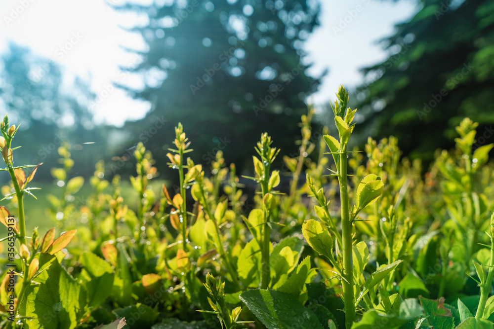 Obraz premium Green leaf with dew. Tree branch after the rain. Summer morning