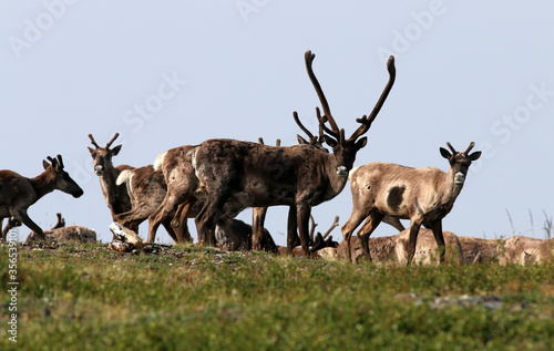 Fototapeta Naklejka Na Ścianę i Meble -  Forty Mile Caribou herd tundra Alaska