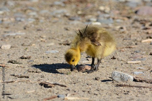 Baby Canada Goose goslings picking at sand on the beach