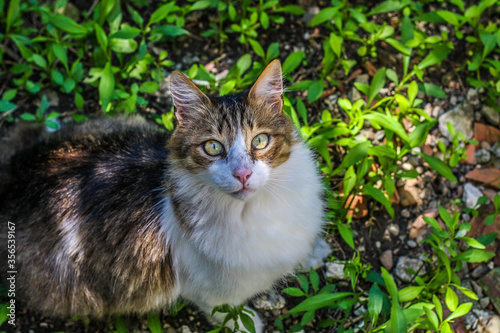 cat on grass