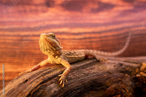 Australian bearded dragon lizard. Agama lizard lies on a log on wood background. close-up, exotic reptiles. Leatherback Translucent het Hypo Morph. pogona vitticeps lizard. © Evgenia