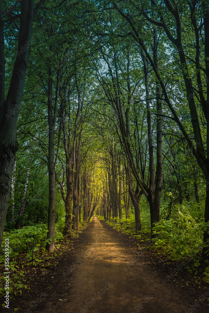 Fototapeta premium Gloomy forest. Dark alley. Morning sun in the forest