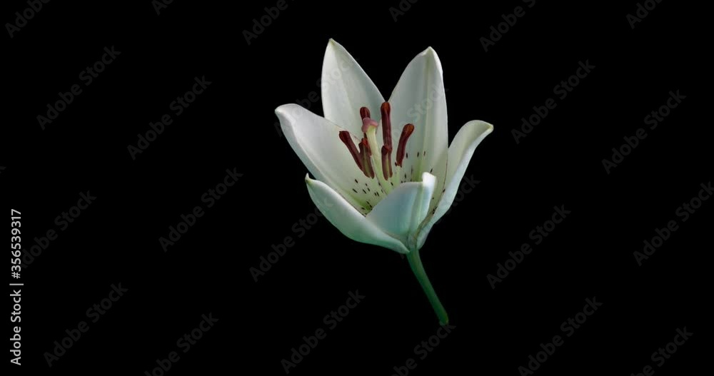 4K Time Lapse of blooming white Lily flower,alpha channel 4K Time Lapse of blooming white Lily flower,alpha channel