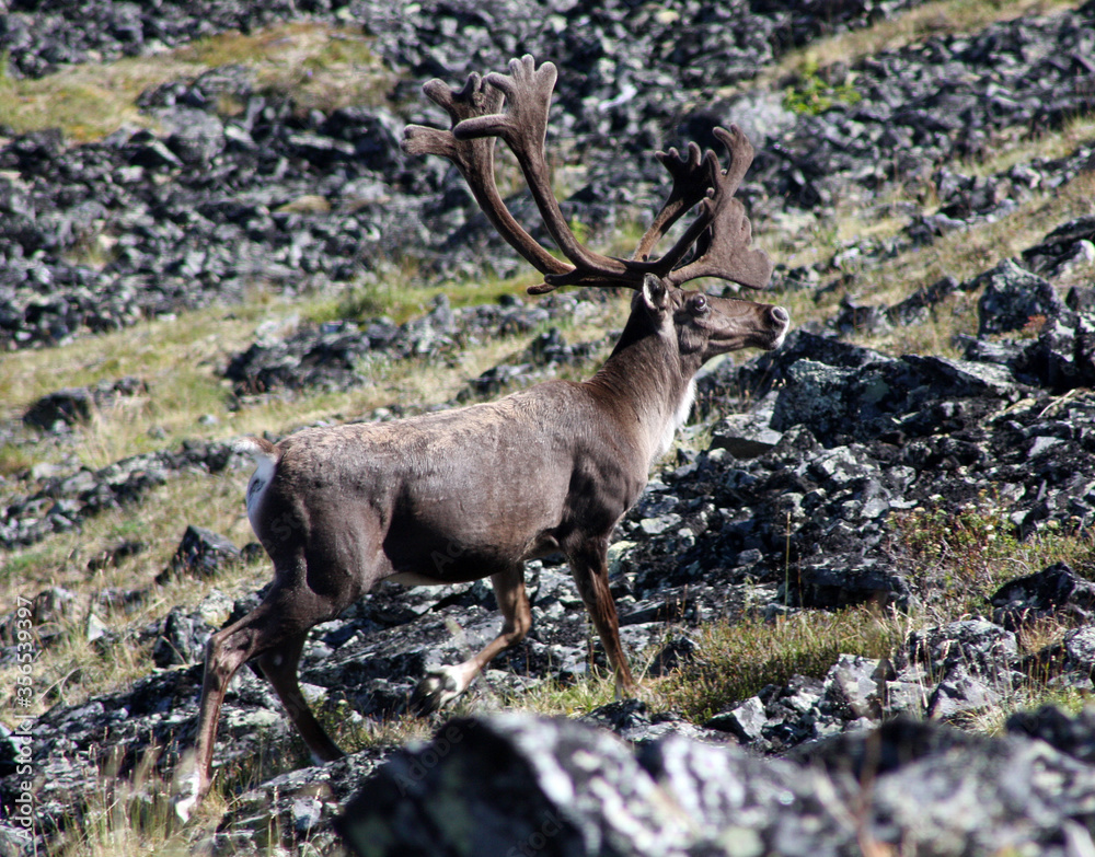 Forty Mile Caribou herd tundra Alaska Forty Mile Caribou herd tundra Alaska