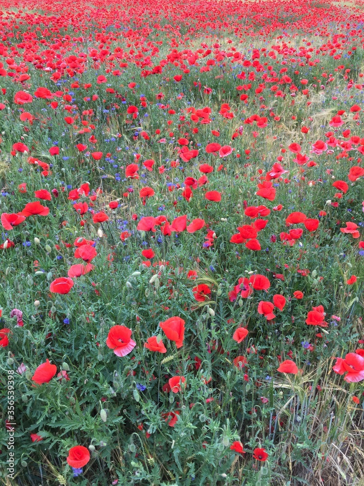 Mohnblüte bei Geltow, Brandenburg, Juni 2020 Mohnblüte bei Geltow, Brandenburg, Juni 2020
