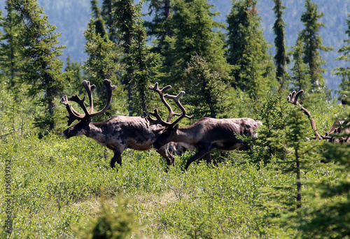 Canvastavla Forty Mile Caribou herd tundra Alaska